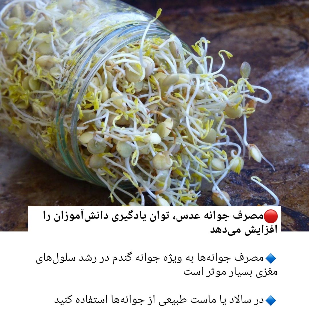 جوانه عدس برای چی خوب است ؟