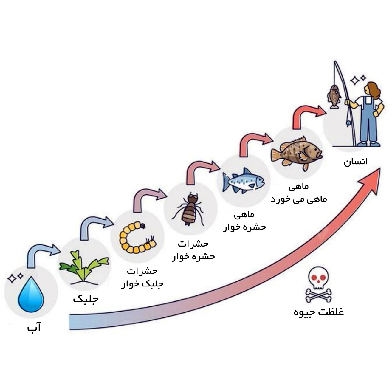 چه مقدار جیوه در ماهی مجاز است ؟ چگونه جیوه وارد بدن ماهی می شود ؟
